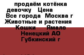 продаём котёнка девочку › Цена ­ 6 500 - Все города, Москва г. Животные и растения » Кошки   . Ямало-Ненецкий АО,Губкинский г.